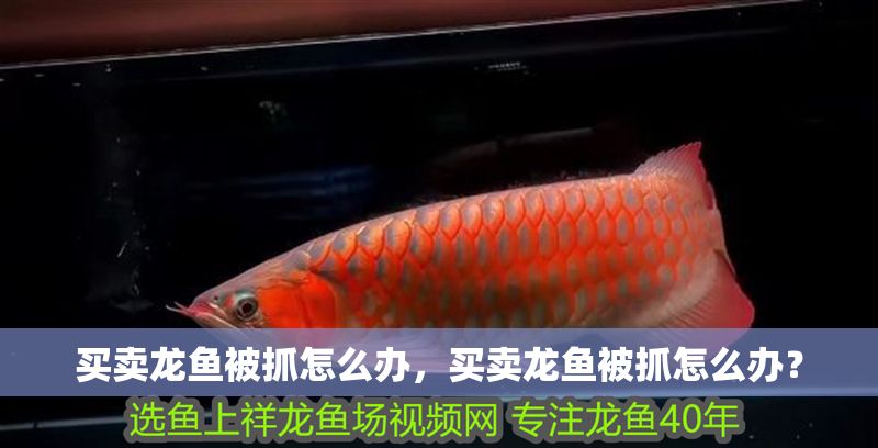買賣龍魚被抓怎么辦，買賣龍魚被抓怎么辦？
