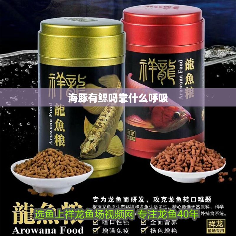 海豚有鰓嗎靠什么呼吸