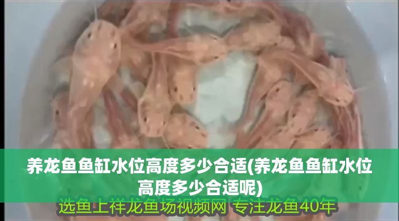 養龍魚魚缸水位高度多少合適(養龍魚魚缸水位高度多少合適呢)
