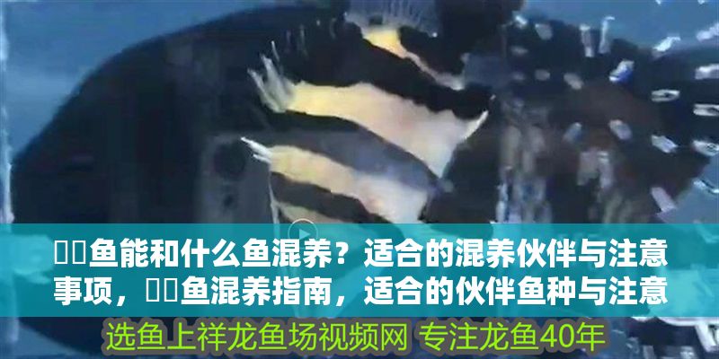 鳑鲏魚能和什么魚混養？適合的混養伙伴與注意事項，鳑鲏魚混養指南，適合的伙伴魚種與注意事項 鳑鲏魚能和什么魚混養？適合的混養伙伴與注意事項，鳑鲏魚混養指南，適合的伙伴魚種與注意事項 龍魚百科 第1張