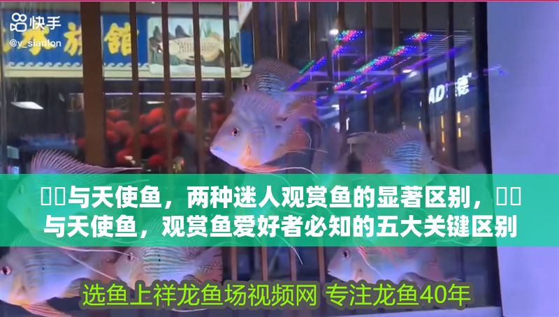 鳑鲏與天使魚，兩種迷人觀賞魚的顯著區別，鳑鲏與天使魚，觀賞魚愛好者必知的五大關鍵區別