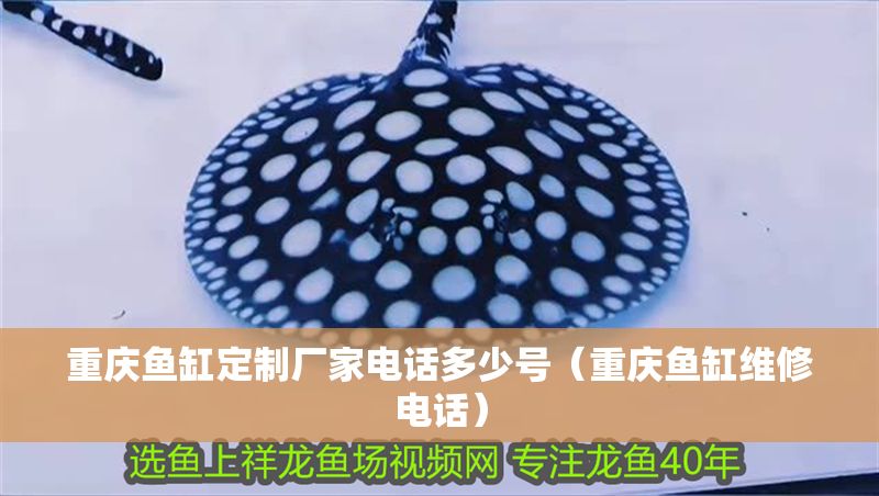 重慶魚缸定制廠家電話多少號（重慶魚缸維修電話）