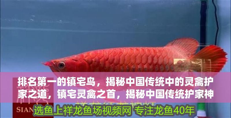 排名第一的鎮宅鳥，揭秘中國傳統中的靈禽護家之道，鎮宅靈禽之首，揭秘中國傳統護家神鳥的奧秘