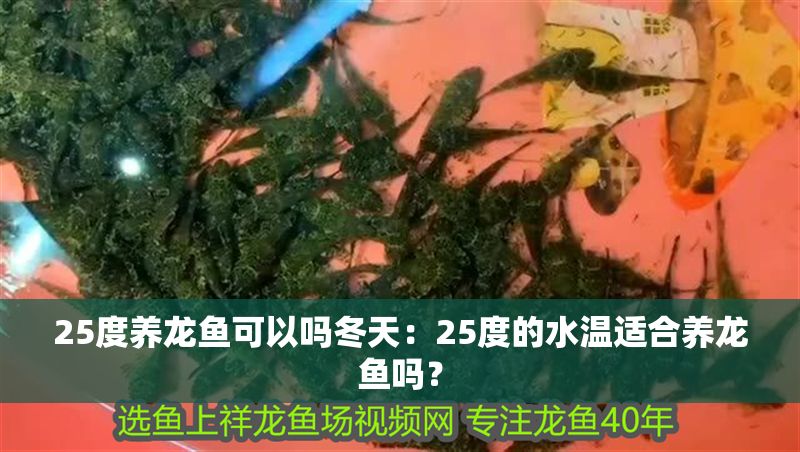25度養龍魚可以嗎冬天：25度的水溫適合養龍魚嗎？