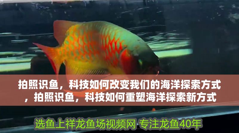 拍照識魚，科技如何改變我們的海洋探索方式，拍照識魚，科技如何重塑海洋探索新方式