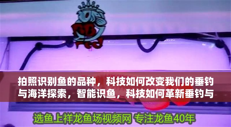 拍照識(shí)別魚的品種，科技如何改變我們的垂釣與海洋探索，智能識(shí)魚，科技如何革新垂釣與海洋探索體驗(yàn)