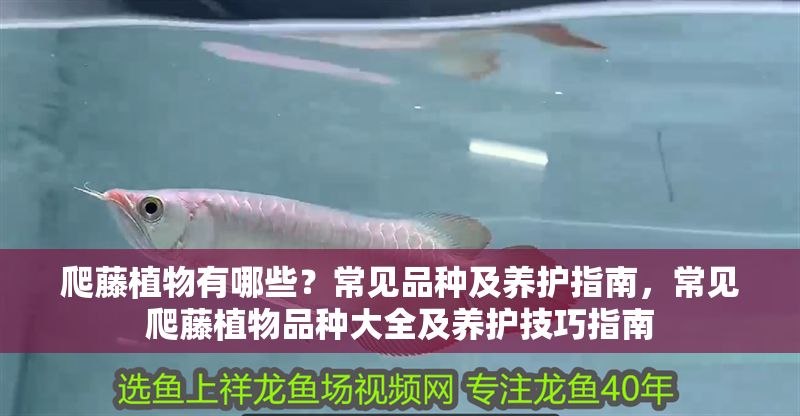 爬藤植物有哪些？常見品種及養護指南，常見爬藤植物品種大全及養護技巧指南