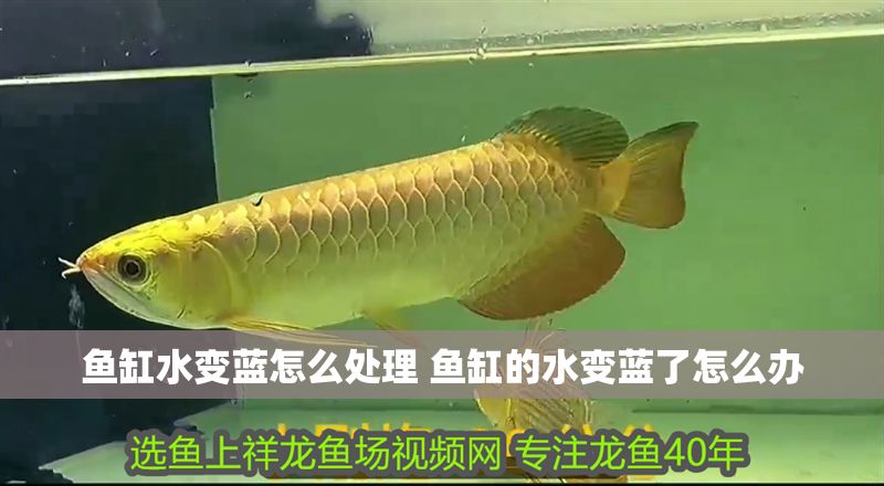 魚缸水變藍怎么處理 魚缸的水變藍了怎么辦