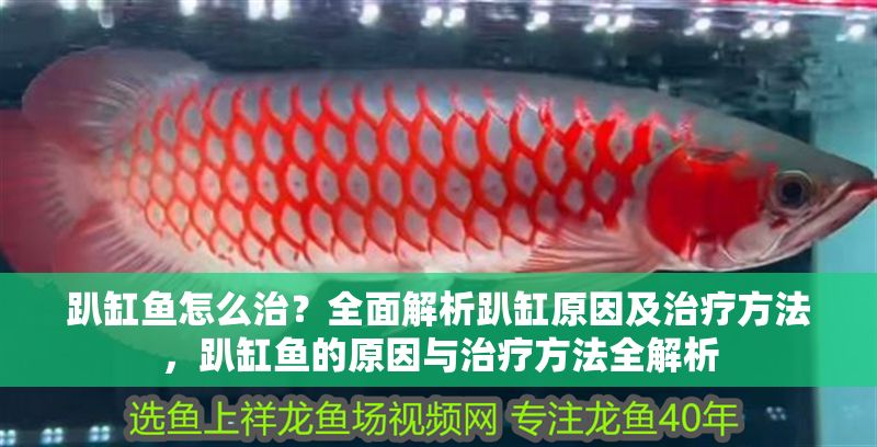 趴缸魚怎么治？全面解析趴缸原因及治療方法，趴缸魚的原因與治療方法全解析