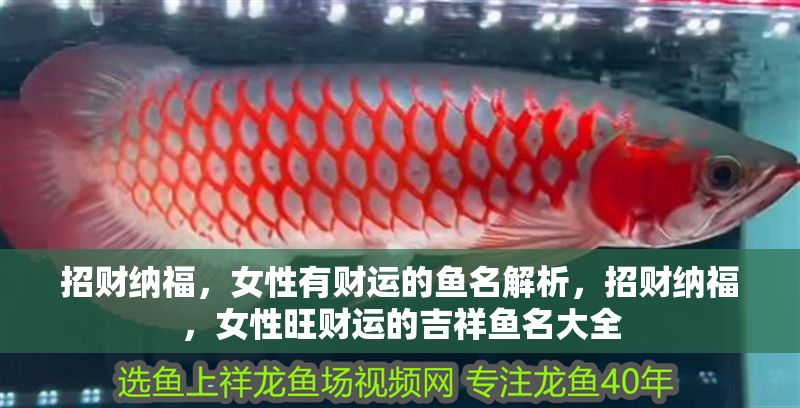 招財納福，女性有財運的魚名解析，招財納福，女性旺財運的吉祥魚名大全