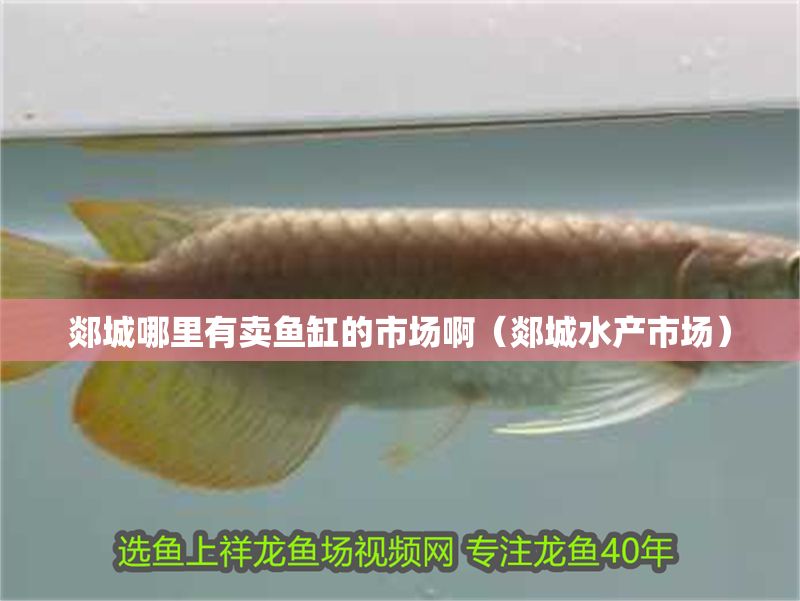 郯城哪里有賣魚缸的市場啊（郯城水產市場）