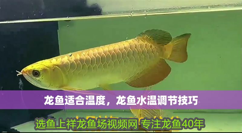 龍魚適合溫度，龍魚水溫調節技巧
