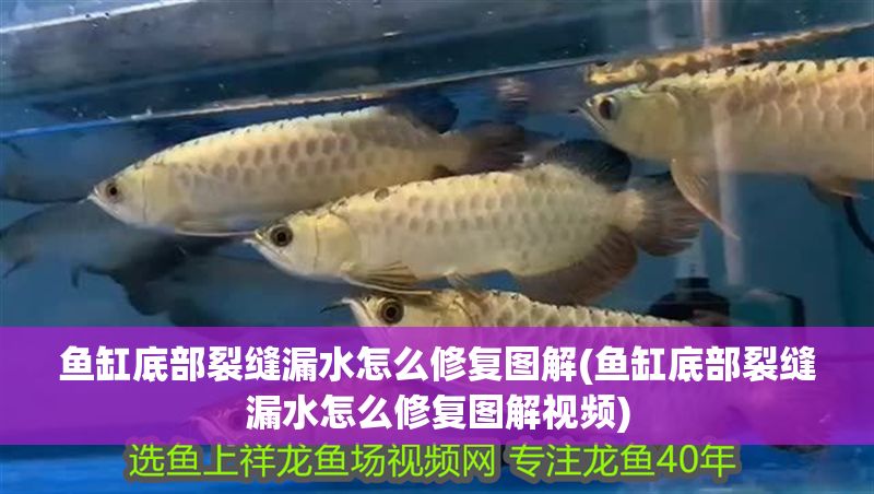 魚缸底部裂縫漏水怎么修復圖解(魚缸底部裂縫漏水怎么修復圖解視頻)