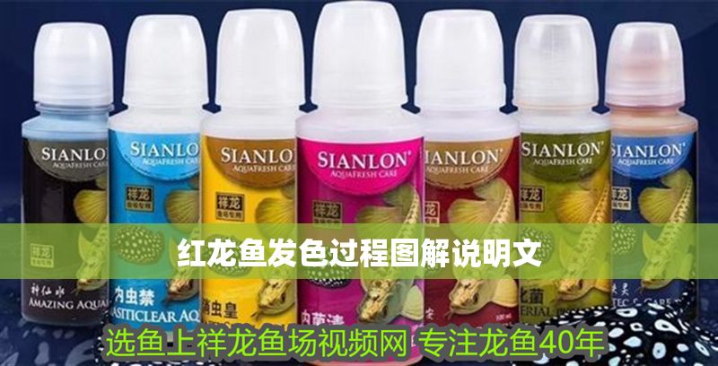 紅龍魚發色過程圖解說明文