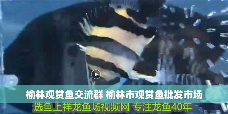 榆林觀賞魚交流群 榆林市觀賞魚批發市場