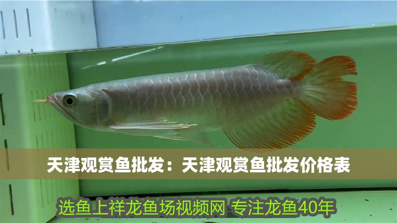 天津觀賞魚批發(fā)：天津觀賞魚批發(fā)價格表