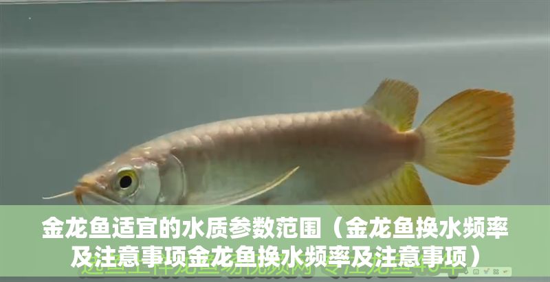 金龍魚適宜的水質參數范圍（金龍魚換水頻率及注意事項金龍魚換水頻率及注意事項）