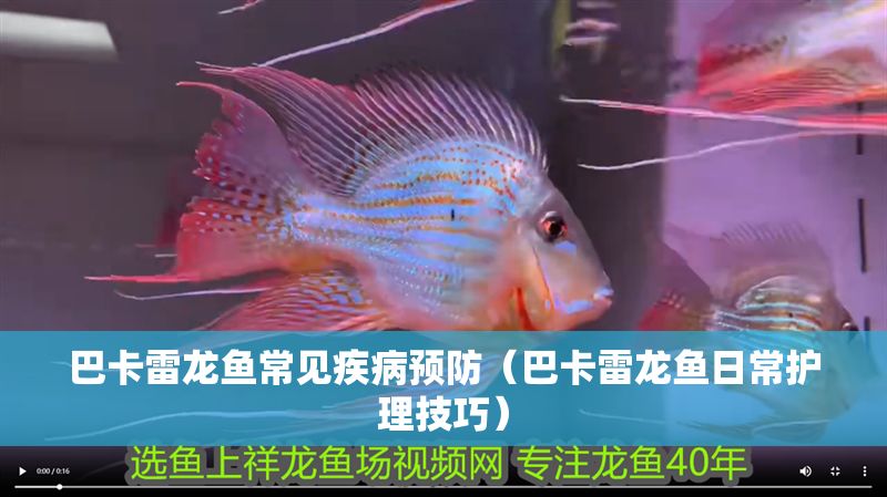 巴卡雷龍魚常見疾病預防（巴卡雷龍魚日常護理技巧）