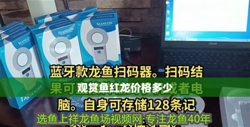 觀賞魚紅龍價格多少 龍魚百科 第1張 觀賞魚紅龍價格多少 觀賞魚紅龍價格多少 龍魚百科 第1張