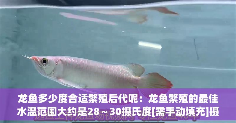龍魚多少度合適繁殖后代呢：龍魚繁殖的最佳水溫范圍大約是28～30攝氏度[需手動填充]攝氏度