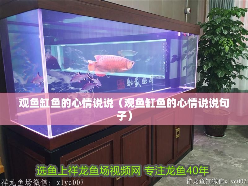 觀魚缸魚的心情說(shuō)說(shuō)（觀魚缸魚的心情說(shuō)說(shuō)句子）