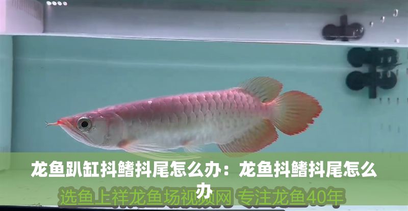 龍魚趴缸抖鰭抖尾怎么辦：龍魚抖鰭抖尾怎么辦