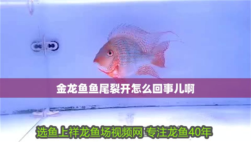 金龍魚魚尾裂開怎么回事兒啊 龍魚百科 第1張 金龍魚魚尾裂開怎么回事兒啊 金龍魚魚尾裂開怎么回事兒啊 龍魚百科 第1張