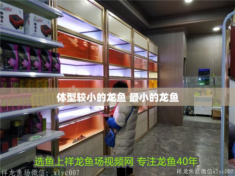 體型較小的龍魚 最小的龍魚