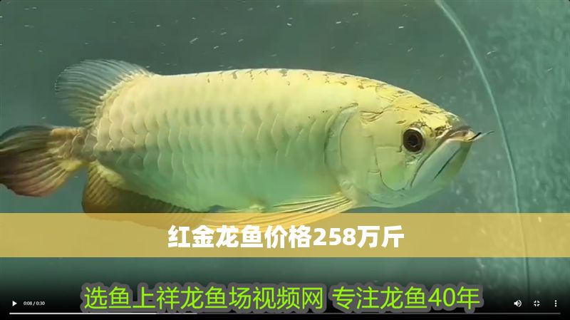 紅金龍魚價格258萬斤