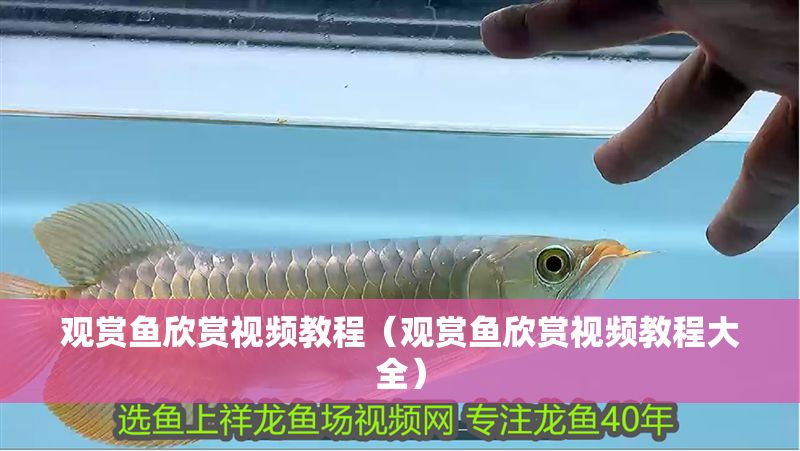 觀賞魚欣賞視頻教程（觀賞魚欣賞視頻教程大全）