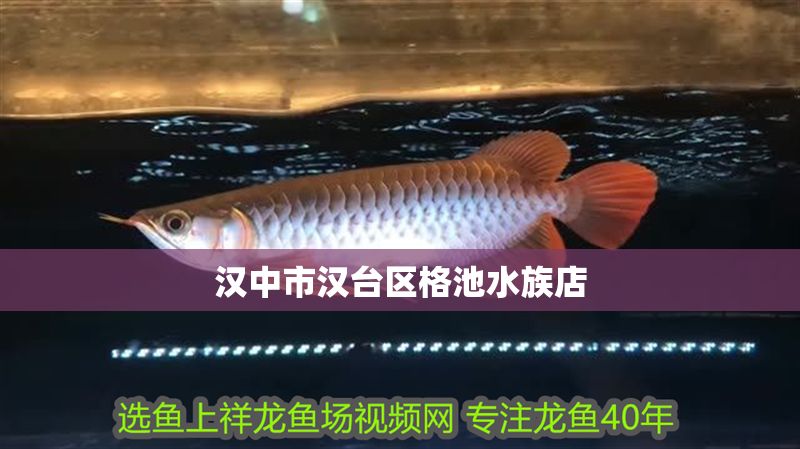 漢中市漢臺區(qū)格池水族店