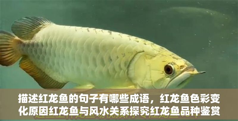 描述紅龍魚的句子有哪些成語(yǔ)，紅龍魚色彩變化原因紅龍魚與風(fēng)水關(guān)系探究紅龍魚品種鑒賞指南