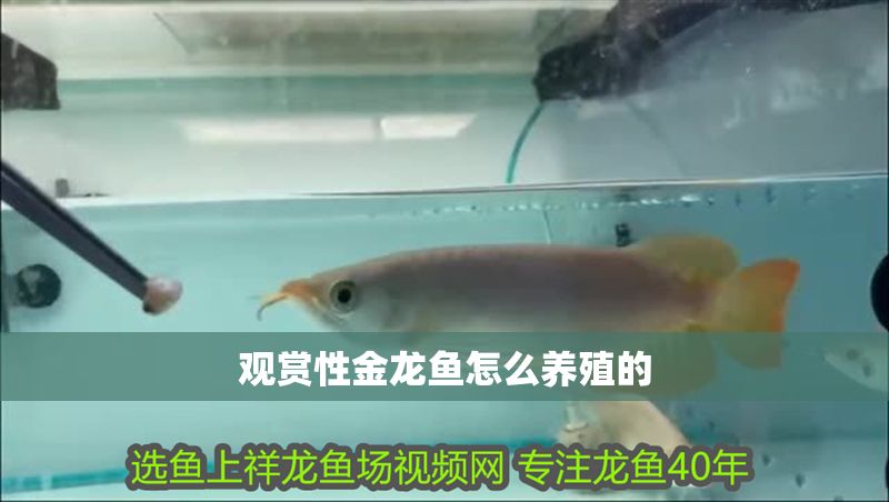 觀賞性金龍魚怎么養殖的