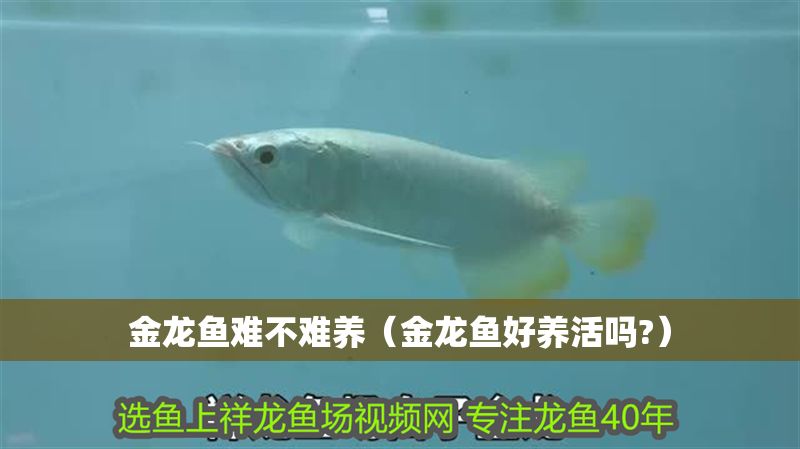 金龍魚難不難養(yǎng)（金龍魚好養(yǎng)活嗎?）