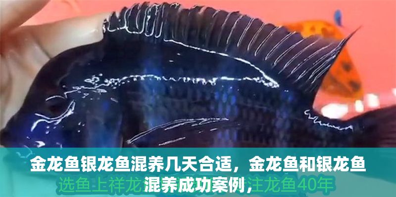 金龍魚銀龍魚混養幾天合適，金龍魚和銀龍魚混養成功案例，