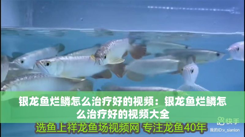 銀龍魚爛鱗怎么治療好的視頻:銀龍魚爛鱗怎么治療好的視頻大全 龍魚百科 第1張 銀龍魚爛鱗怎么治療好的視頻:銀龍魚爛鱗怎么治療好的視頻大全 銀龍魚爛鱗怎么治療好的視頻:銀龍魚爛鱗怎么治療好的視頻大全 龍魚百科 第1張