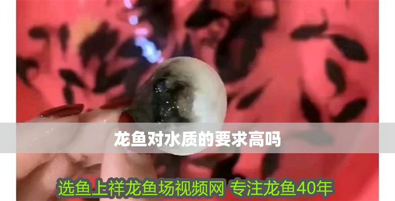 龍魚對水質的要求高嗎