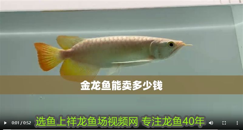 金龍魚能賣多少錢