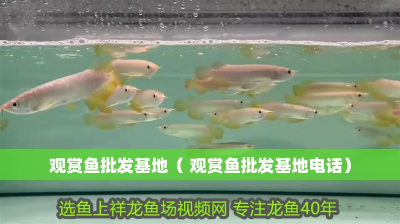 觀賞魚批發基地（ 觀賞魚批發基地電話）