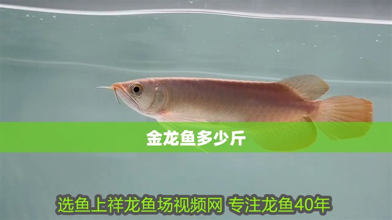 金龍魚(yú)多少斤 金龍魚(yú)多少斤 龍魚(yú)百科 第2張