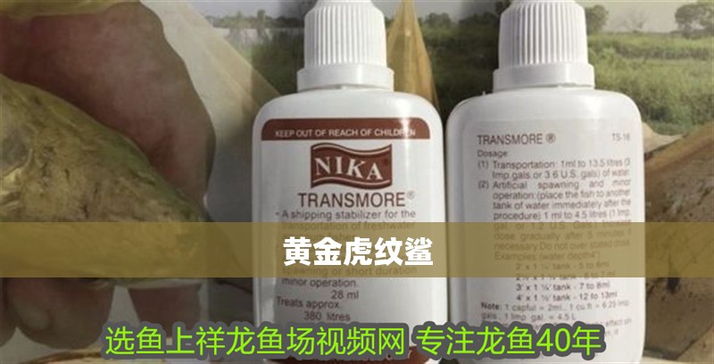 黃金虎紋鯊