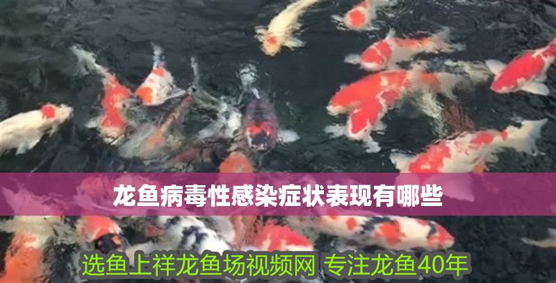 龍魚病毒性感染癥狀表現(xiàn)有哪些