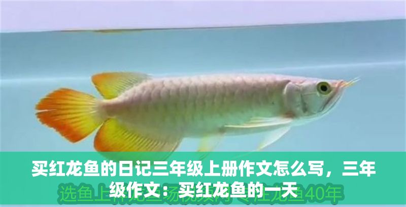買紅龍魚的日記三年級上冊作文怎么寫，三年級作文：買紅龍魚的一天