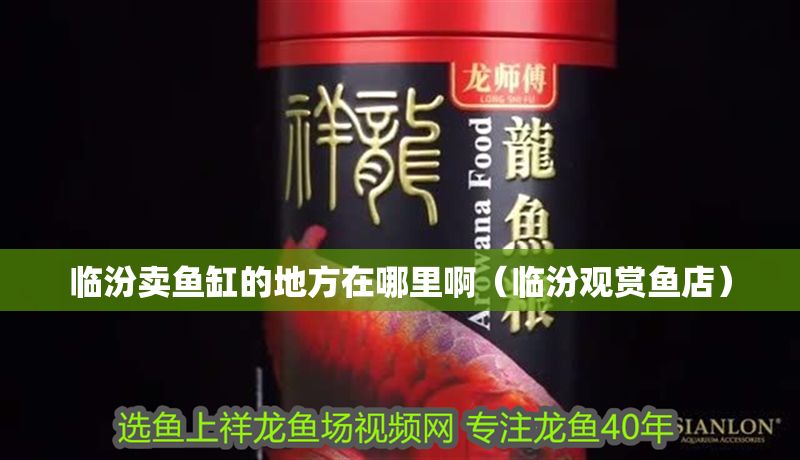 臨汾賣魚缸的地方在哪里啊(臨汾觀賞魚店) 全國水族館企業(yè)名錄 第1張 臨汾賣魚缸的地方在哪里啊(臨汾觀賞魚店) 臨汾賣魚缸的地方在哪里啊(臨汾觀賞魚店) 全國水族館企業(yè)名錄 第1張