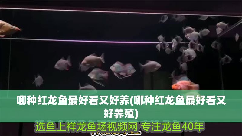 哪種紅龍魚最好看又好養(哪種紅龍魚最好看又好養殖)