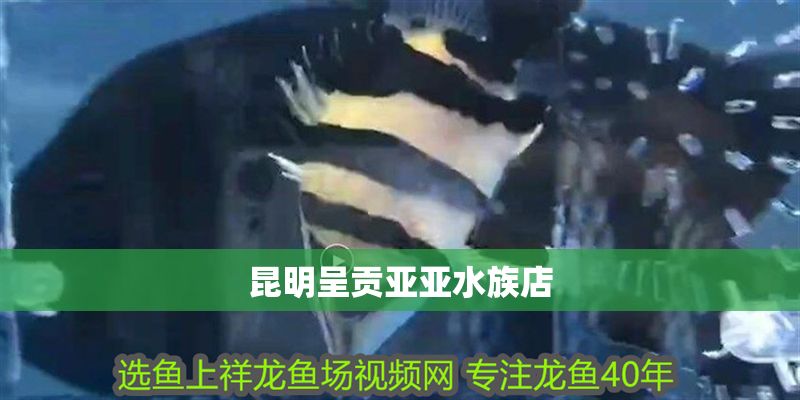 昆明呈貢亞亞水族店 昆明呈貢亞亞水族店 全國水族館企業名錄 第1張