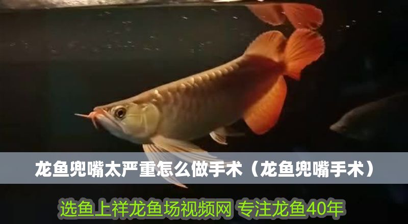 龍魚兜嘴太嚴重怎么做手術（龍魚兜嘴手術）