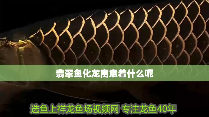 翡翠魚化龍寓意著什么呢