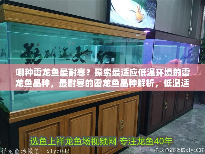 哪種雷龍魚最耐寒？探索最適應(yīng)低溫環(huán)境的雷龍魚品種，最耐寒的雷龍魚品種解析，低溫適應(yīng)性TOP推薦
