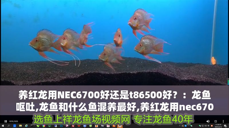 養紅龍用NEC6700好還是t86500好？：龍魚嘔吐,龍魚和什么魚混養最好,養紅龍用nec6700好還是t86500好